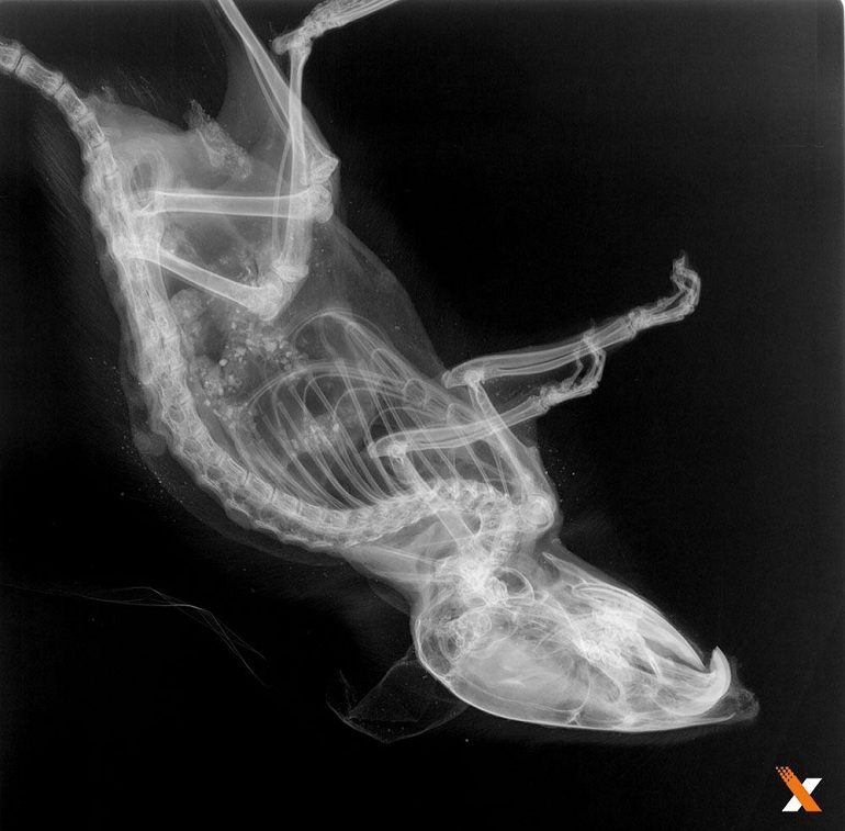 美國Faxitron生物學X射線小動物活體成像系統
