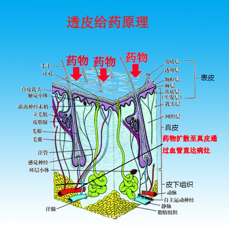超聲耦合劑中介媒質